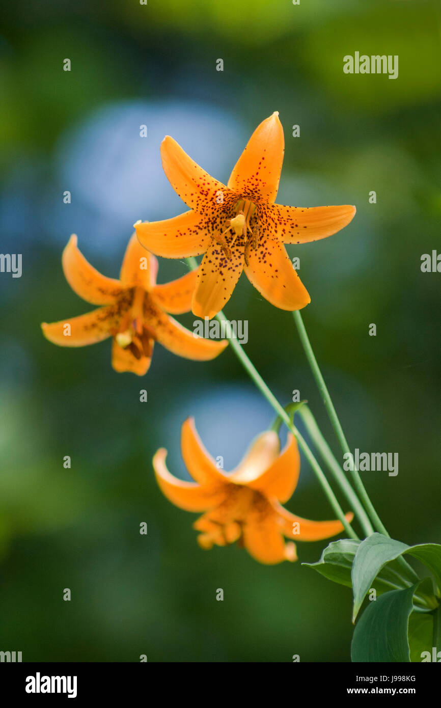 Lys Martagon sauvage isolé sur un arrière-plan flou vert. Banque D'Images