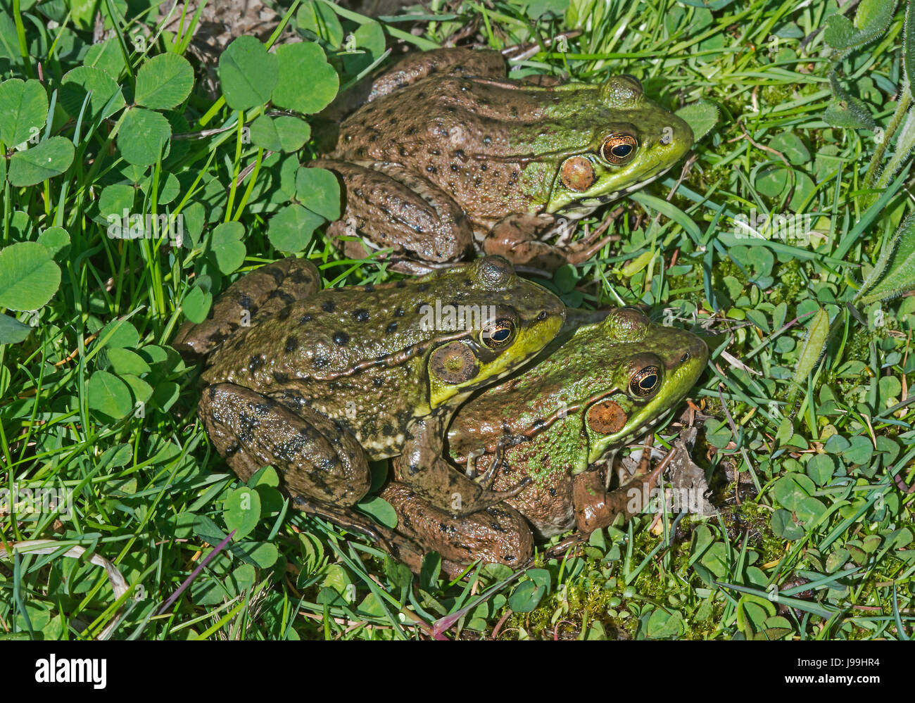 La grenouille verte (Rana clamitans ou Lithobates clamitans), USA Banque D'Images
