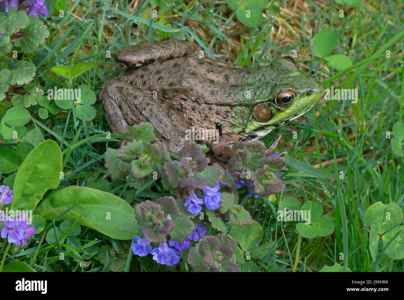 La grenouille verte (Rana clamitans ou Lithobates clamitans), USA Banque D'Images