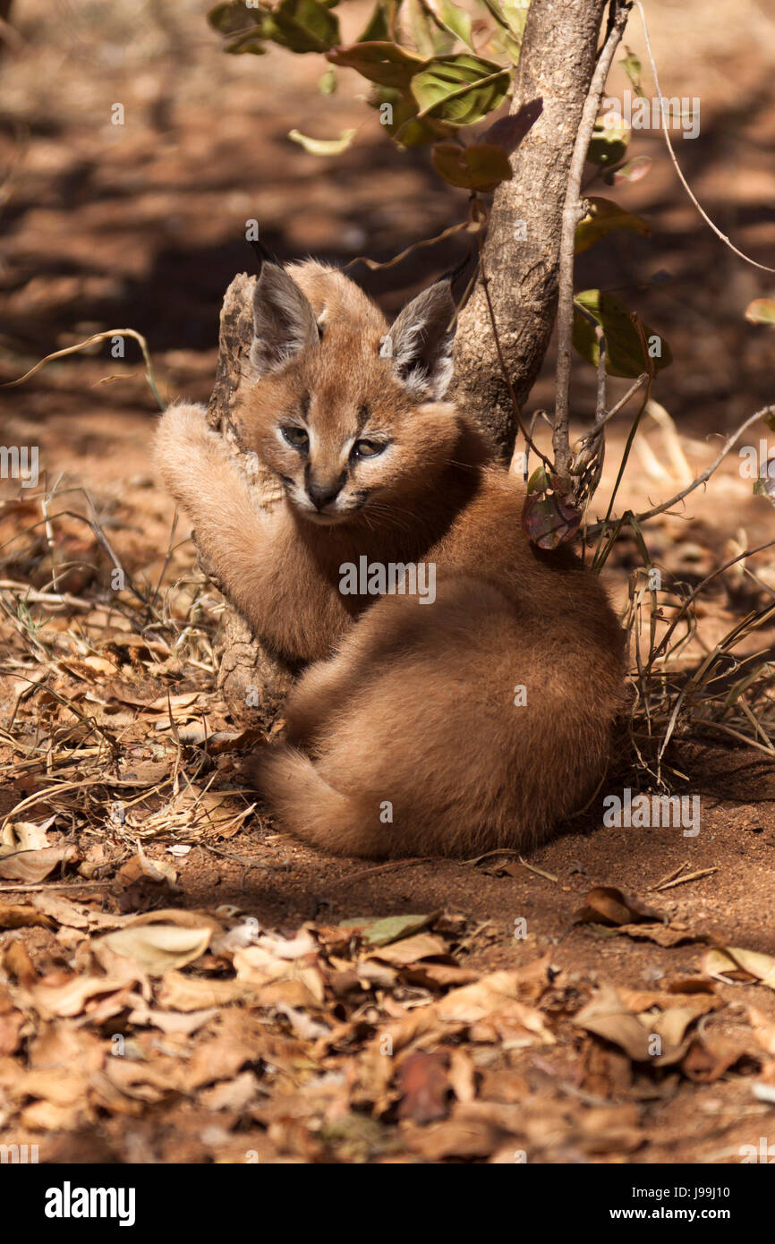 Animal Sauvage L Afrique Pussycat Chat Chat Domestique Nature Animal Sauvage Photo Stock Alamy Animal Sauvage L Afrique Pussycat Chat Chat Domestique Nature Animal Sauvage Photo Stock Alamy