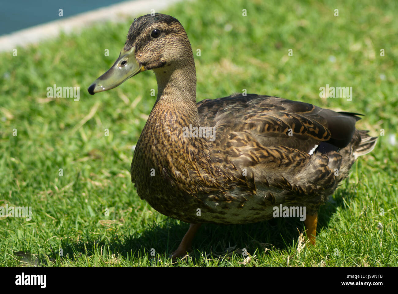 Vol, oiseau, canard, Drake, le canard sauvage, ailes, vole, vole, vole, voler, Banque D'Images