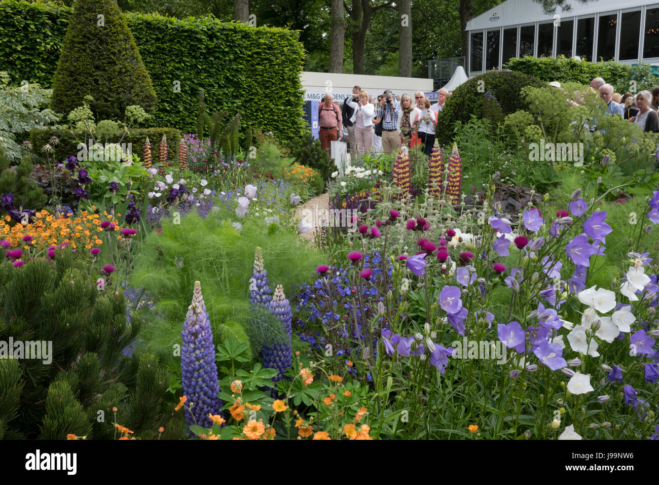 Visites affichage des fleurs colorées dans le jardin de Morgan Stanley le RHS Chelsea Flower Show 2017, Londres, Royaume-Uni Banque D'Images