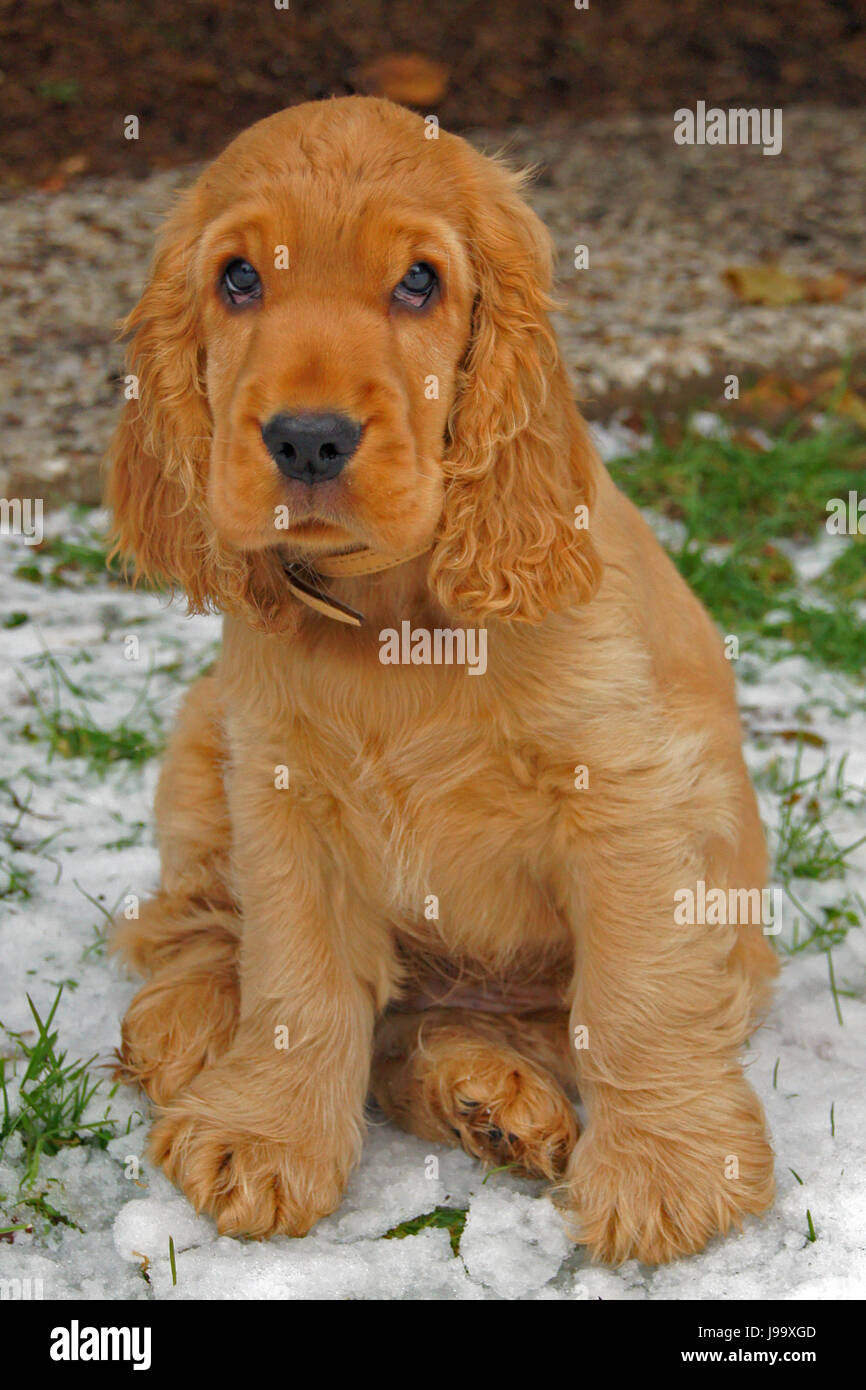 Cocker Bebe Lutz Photo Stock Alamy
