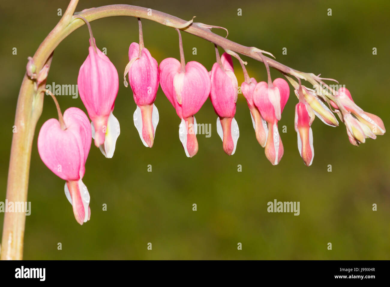 Jardin, fleurs, plantes, printemps, été, summerly, jardins, cœur, macro, Banque D'Images