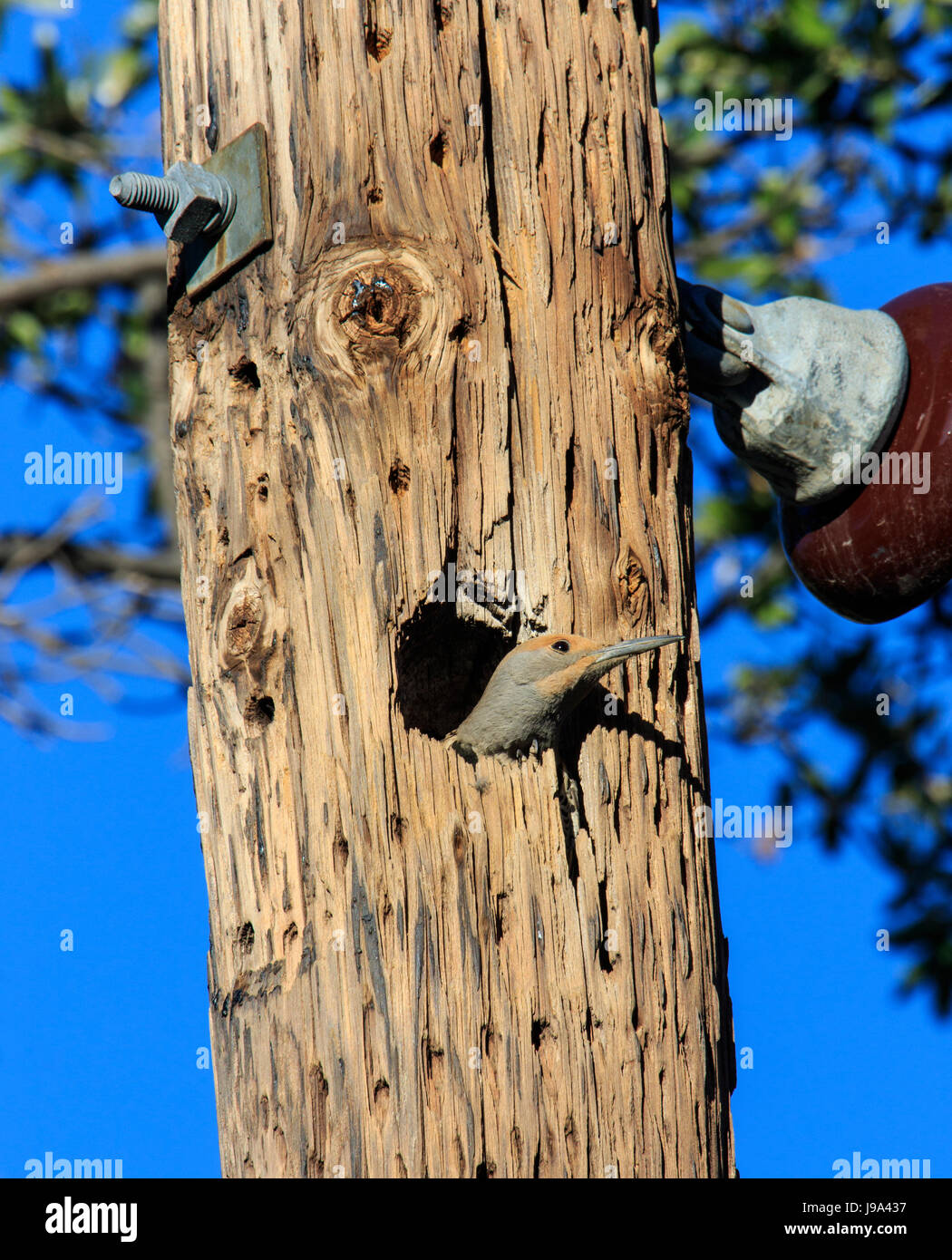 Pic flamboyant (Colaptes chrysoides Gilded) nichant dans une cavité dans un poteau de téléphone. Banque D'Images