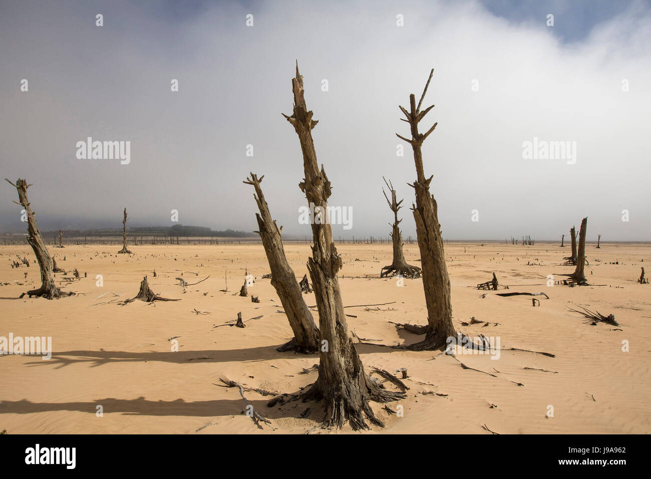 Cape Town, Afrique du Sud. 23 mai, 2017. Photo d'arbres morts dans le réservoir Theewaterskloof, de larges pans de qui sont complètement sèches, pris près de Cape Town, Afrique du Sud, 23 mai 2017. La crise de l'eau découlant de la pire sécheresse depuis plus de 11 ans d'affûtage est dans la métropole touristique de Cape Town. Le réservoir de Theewaterskloof, important pour la fourniture d'eau, ainsi que d'autres réservoirs, sont presque vides. Photo : Halden Krog/dpa/Alamy Live News Banque D'Images