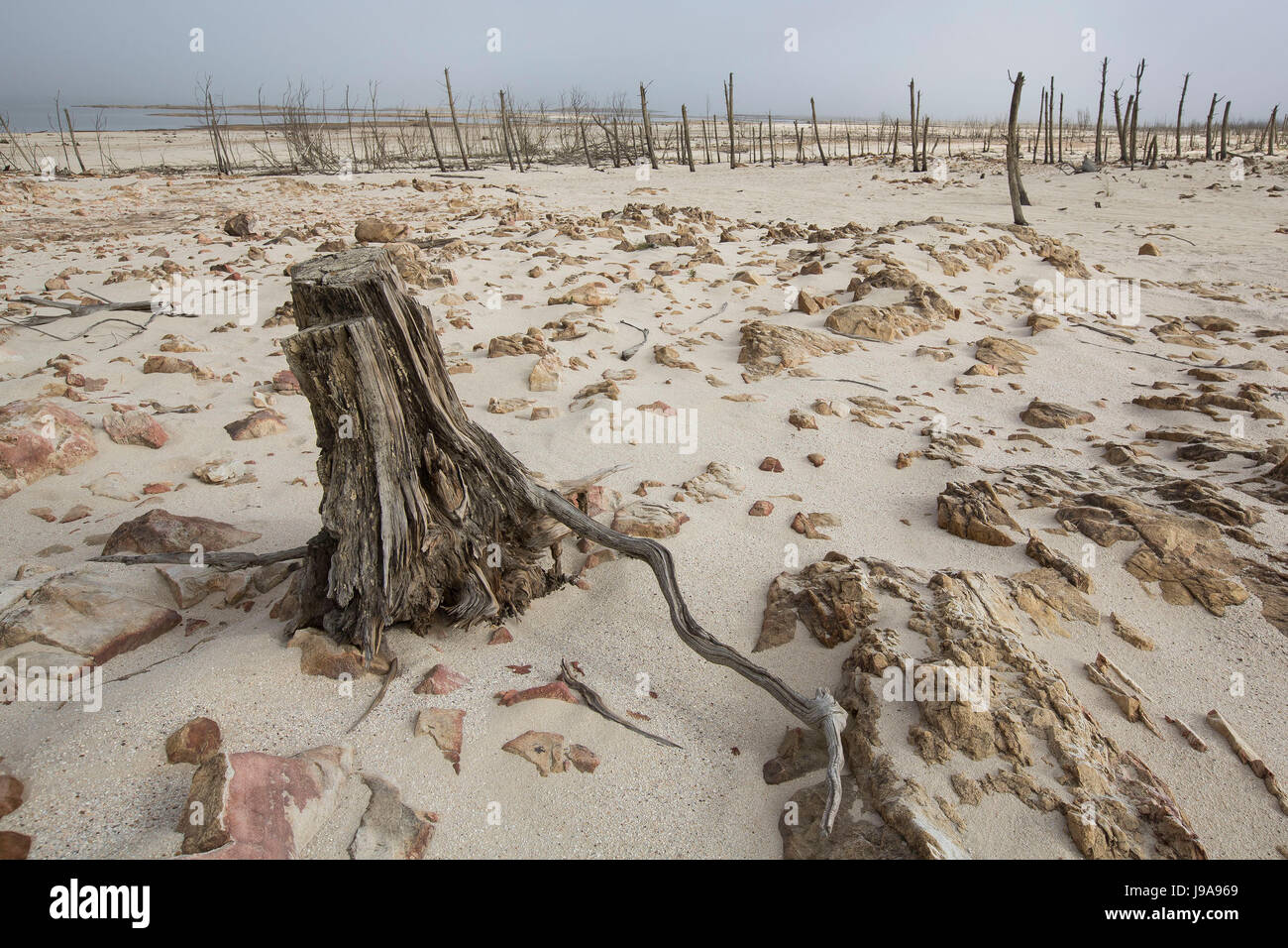 Cape Town, Afrique du Sud. 23 mai, 2017. Photo d'arbres morts dans le réservoir Theewaterskloof, de larges pans de qui sont complètement sèches, pris près de Cape Town, Afrique du Sud, 23 mai 2017. La crise de l'eau découlant de la pire sécheresse depuis plus de 11 ans d'affûtage est dans la métropole touristique de Cape Town. Le réservoir de Theewaterskloof, important pour la fourniture d'eau, ainsi que d'autres réservoirs, sont presque vides. Photo : Halden Krog/-/dpa/Alamy Live News Banque D'Images