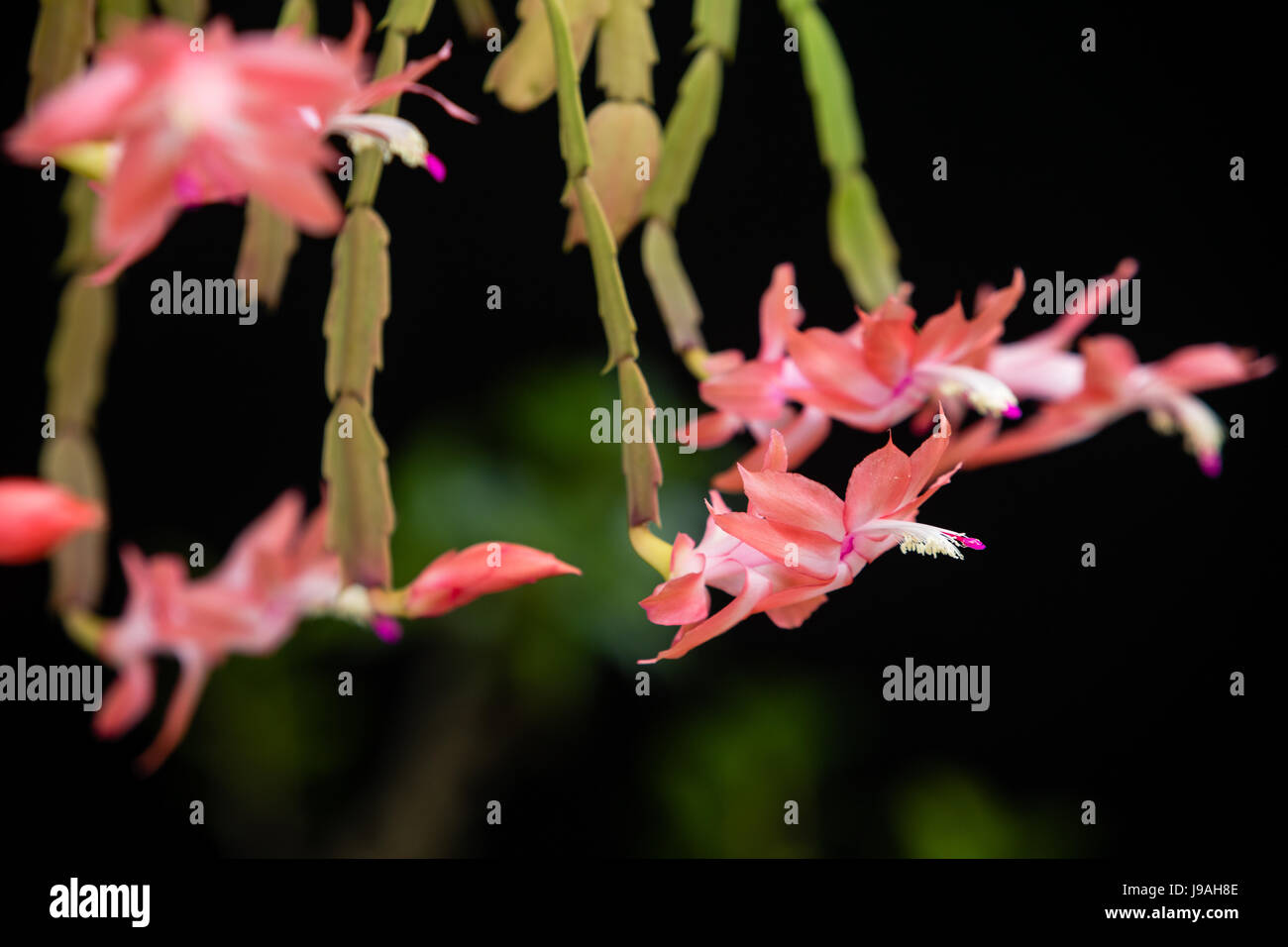 Asuncion, Paraguay. 1er juin 2017. Matinée couverte à Asuncion alors que les fleurs de faux cactus de Noël rose (Schlumbergera truncata) fleurissent après les jours pluvieux et humides, est vu dans la capitale du Paraguay. Crédit : Andre M. Chang/Alamy Live News Banque D'Images