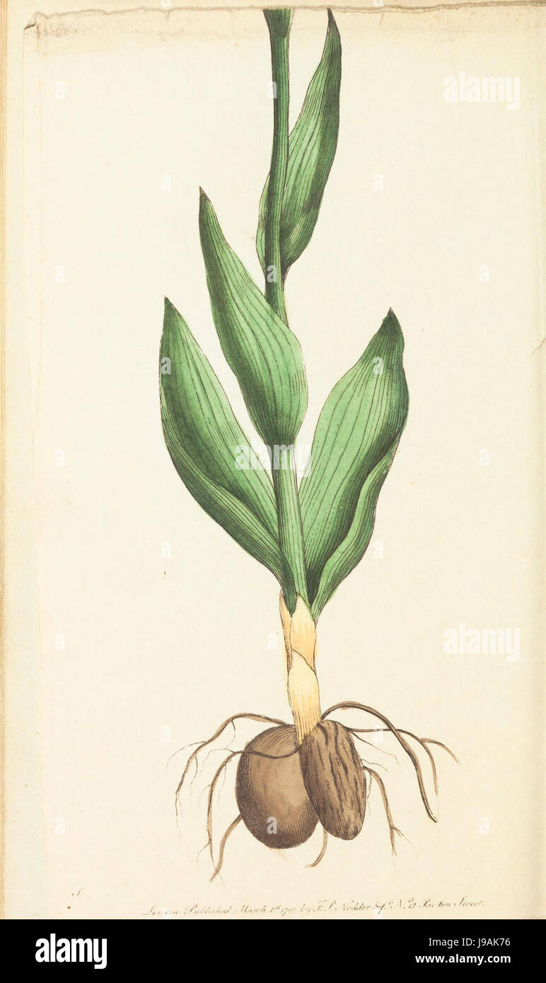 Le Naturalist's Miscellany Vol.1 Ophyrs Apifera Banque D'Images