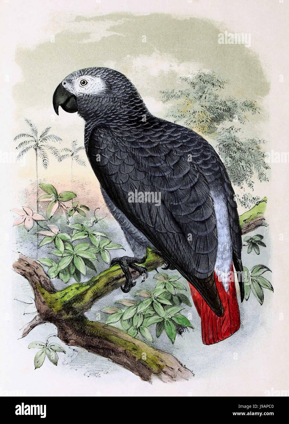 Psittacus erithacus 1873 Banque D'Images