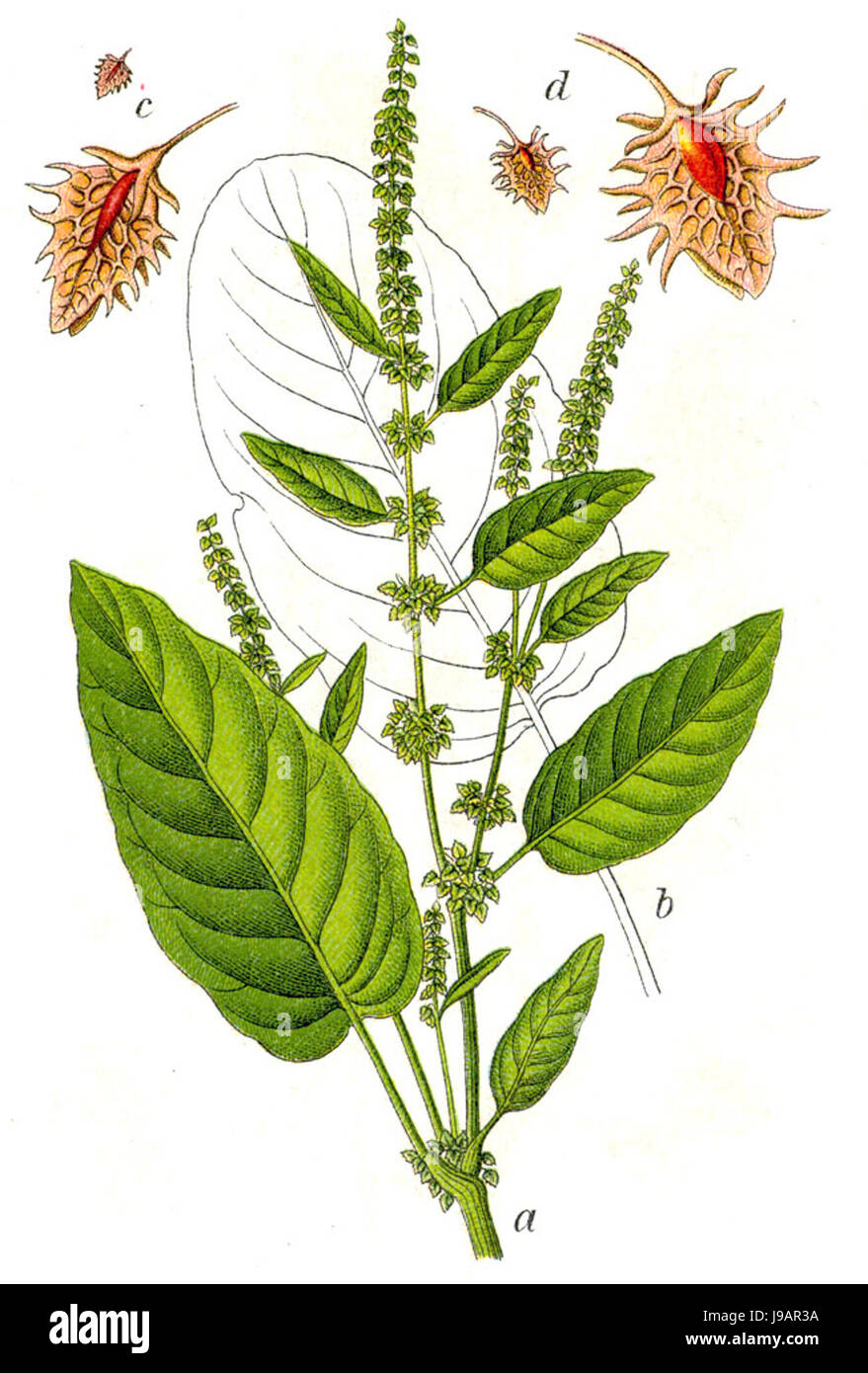 Rumex obtusifolius Sturm48 Banque D'Images