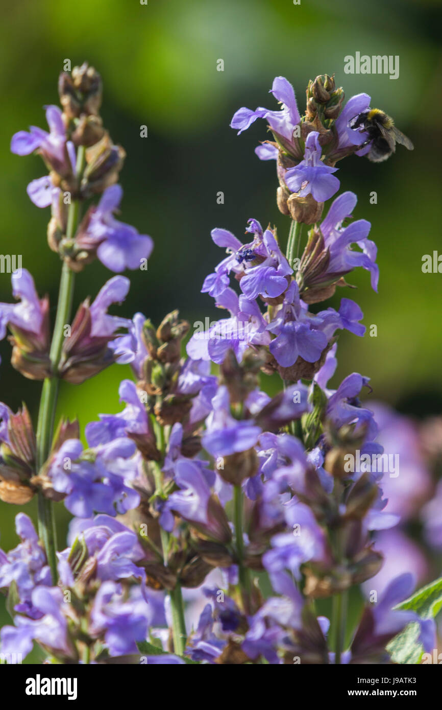 Une abeille Anthophila concernant une politique sage plante en fleur, Salvia officinalis, qui est utilisé dans de nombreux remèdes à base de plantes et fleurs bleu pourpre a au début somme Banque D'Images