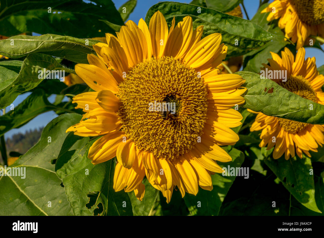 Les abeilles pollinisent tournesols dans un champ off SR 203 près de la ville de Duvall, Washington. <br > <br >merci beaucoup pour l'affichage de mon travail, et merci Banque D'Images