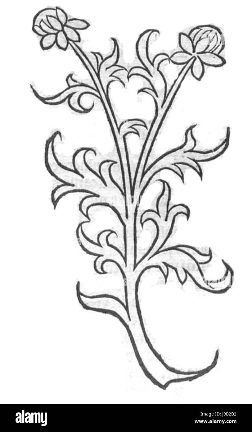 Yacea Hortus Banque D'Images