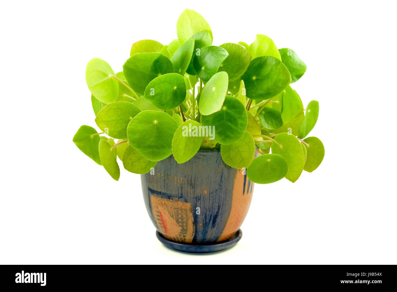 La botanique, décoration, jardin botanique, pelouse, vert, feuilles, feuillage, usine, maison, Banque D'Images