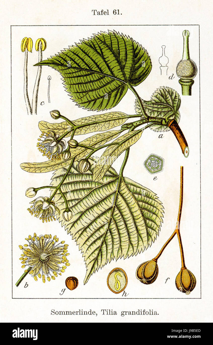 Tilia platyphyllos Sturm61 Banque D'Images