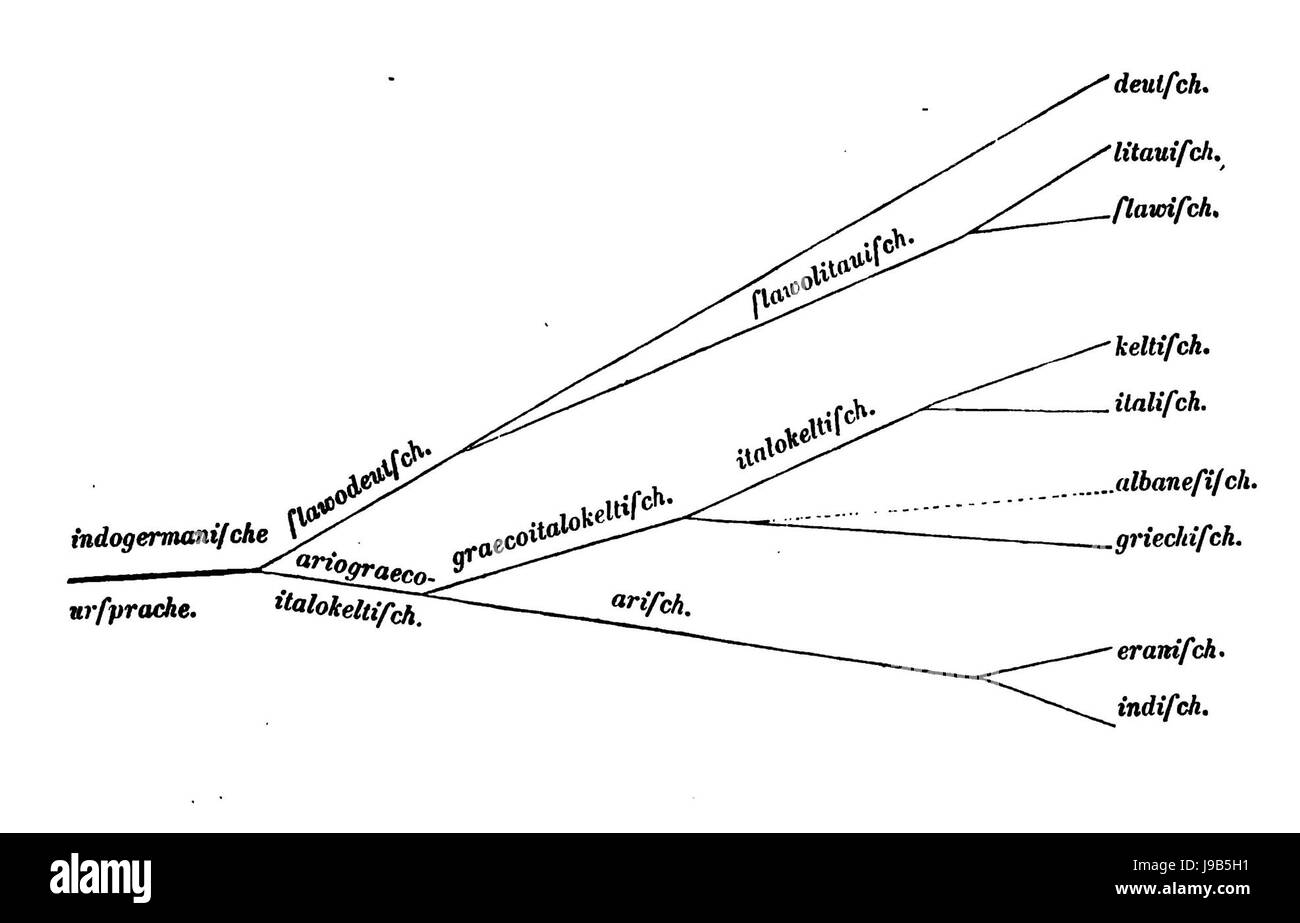 Arbre de Schleicher Banque D'Images