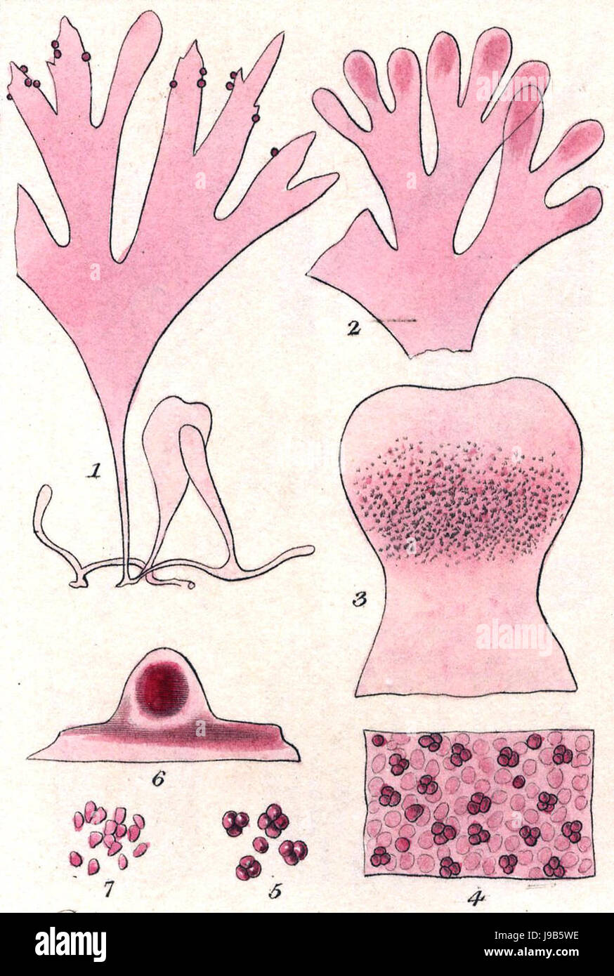 Rhodymenia pseudopalmata Miller Banque D'Images