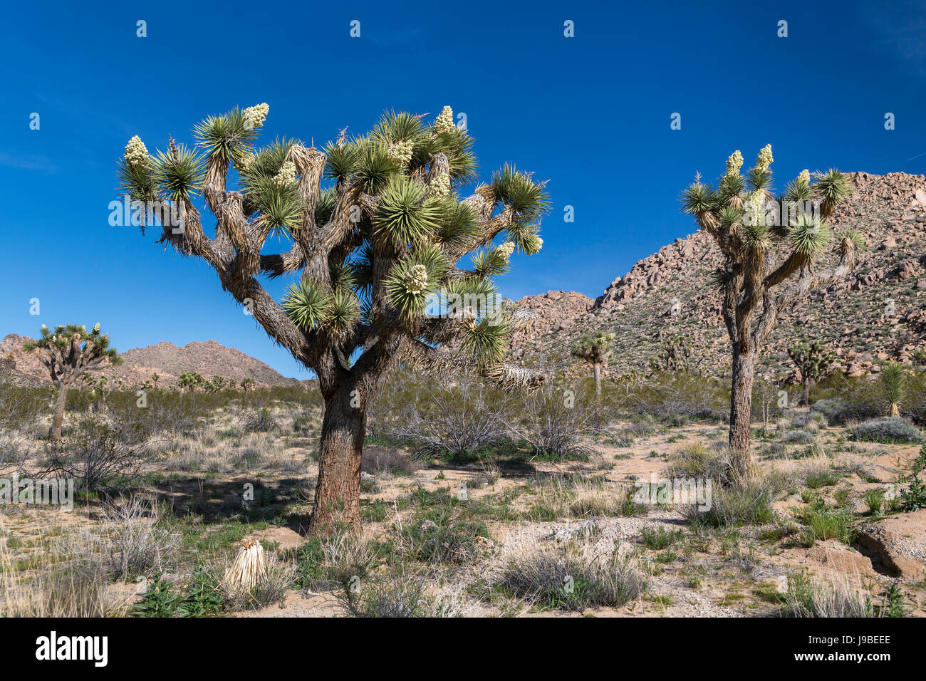 Joshua trees blooming dans Joshua Tree National Park, California, USA Banque D'Images