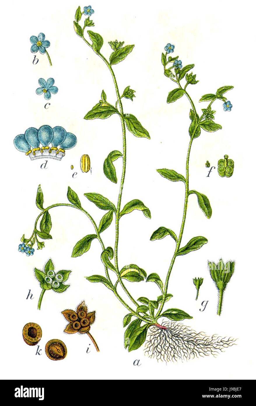 Omphalodes scorpioides Sturm4 Banque D'Images