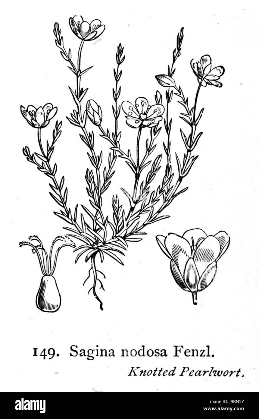 Sagina nodosa j02 Banque D'Images