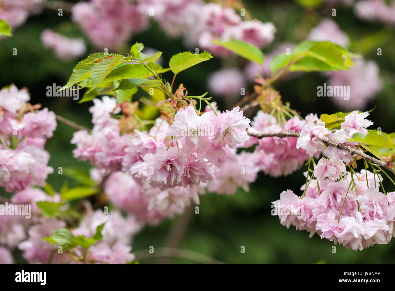 Gros plan sur la floraison de la cerisier « Pink perfection » Prunus au printemps, Angleterre, Royaume-Uni Banque D'Images