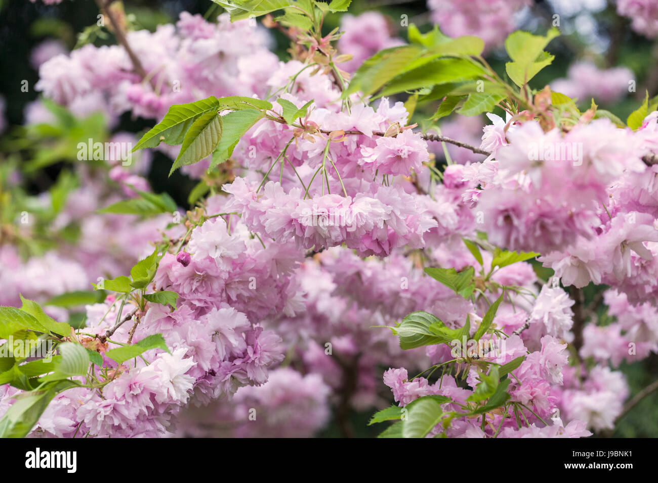 Gros plan sur la floraison de la cerisier « Pink perfection » Prunus au printemps, Angleterre, Royaume-Uni Banque D'Images