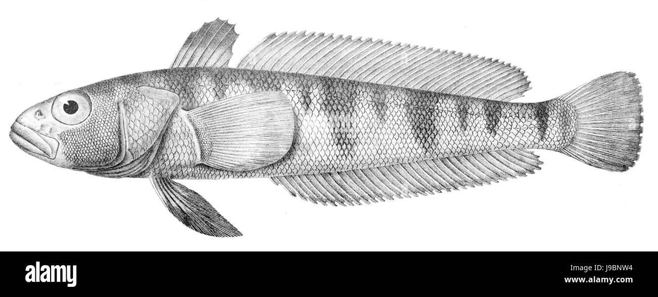 Patagonotothen wiltoni Banque D'Images