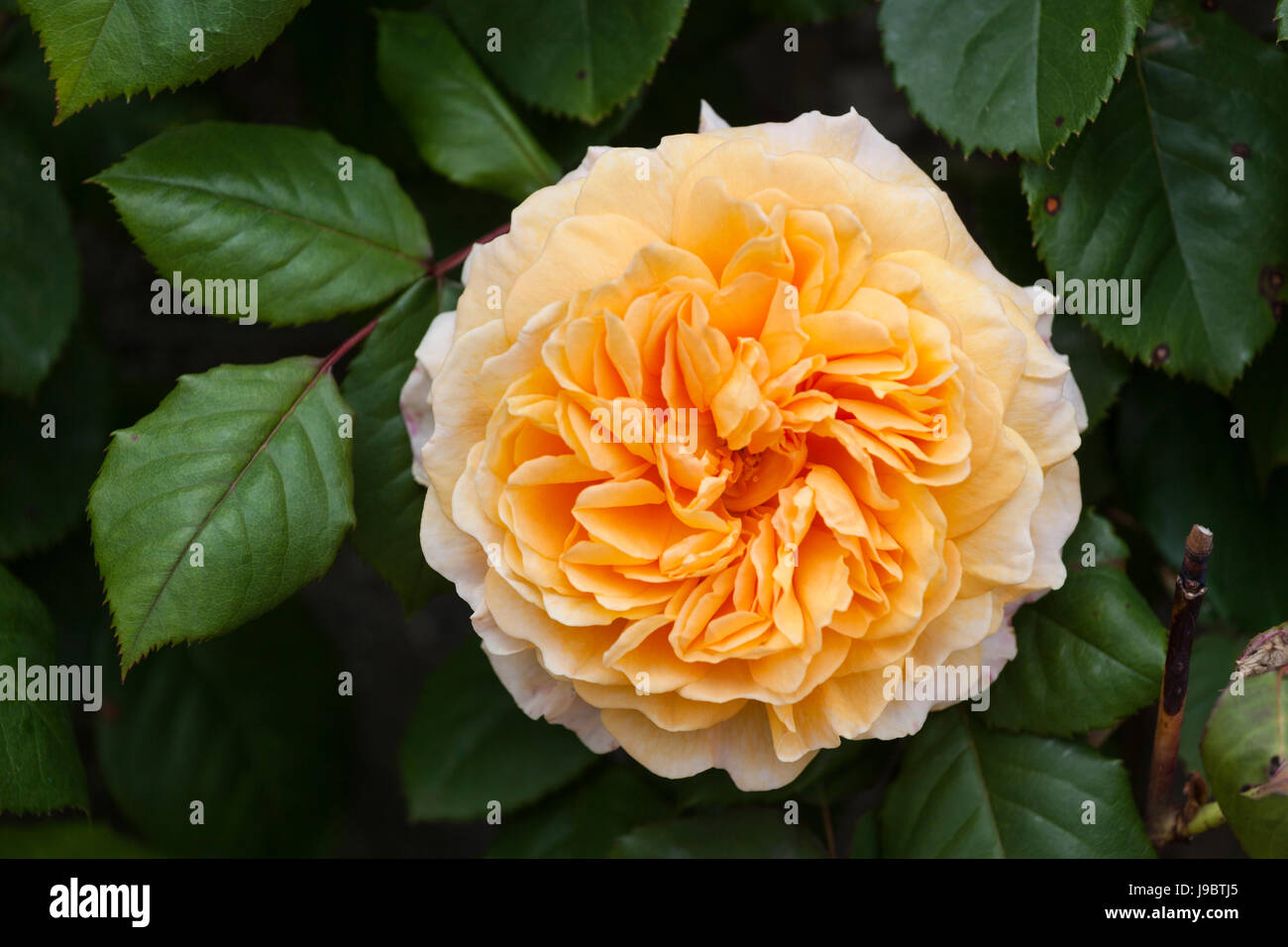 Gros plan de Rosa Crown Princess Margareta une rose grimpante David Austin avec des pétales d'abricot-orange fleurissant dans un jardin anglais, Angleterre, Royaume-Uni Banque D'Images