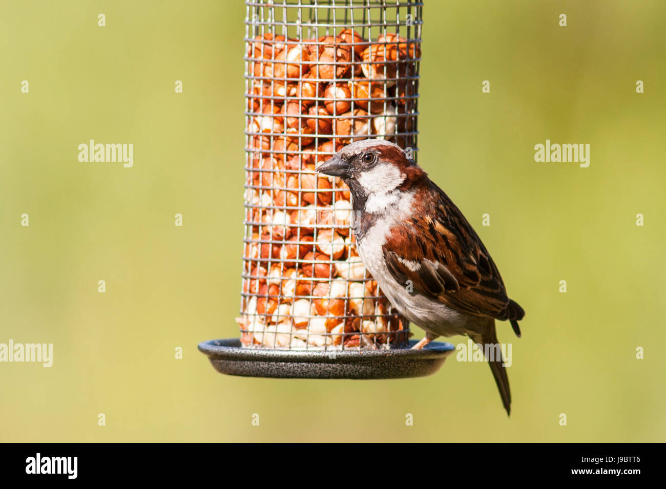 Un oiseau close up portrait of a male moineau domestique (Passer domesticus) dans un jardin Banque D'Images