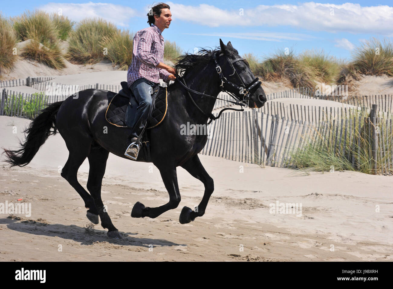 Cheval, noir, de teint basané, jetblack, deep black, étalon, galoper, sport, Banque D'Images