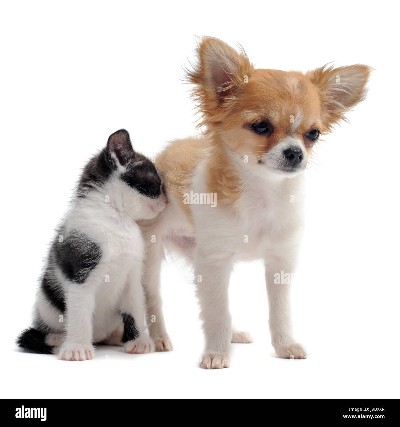 Amitié, tendresse, chien, chiot, chat, bébé chaton, pussycat, cat, domestiques Banque D'Images