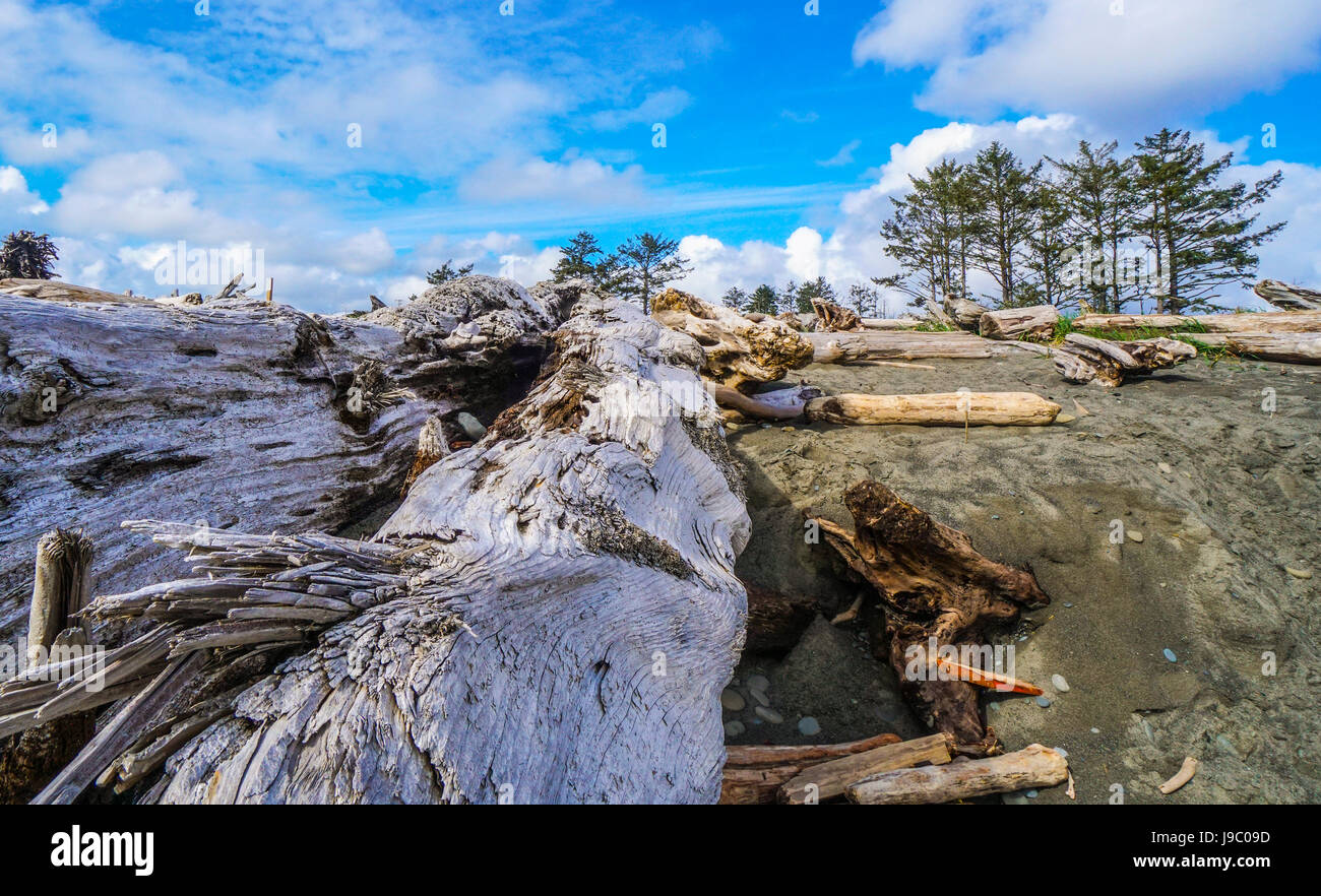 La magnifique plage de pousser dans la réserve indienne Quileute - Fourches - WASHINGTON Banque D'Images