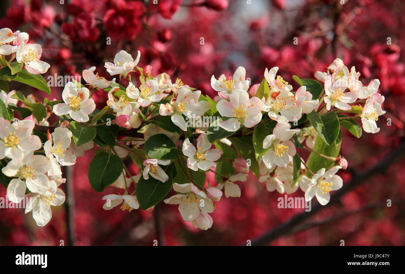 Bloom, s'épanouir, de s'épanouir et florissante, vierge, européen, de race blanche, printemps, Banque D'Images