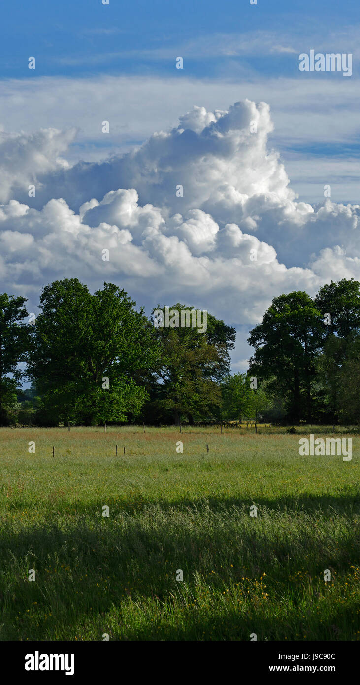 Au printemps des Prairies avec une haie d'arbres (nord Mayenne, pays de la Loire, France, Europe). Banque D'Images Au printemps des Prairies avec une haie d'arbres (nord Mayenne, pays de la Loire, France, Europe). Banque D'Images