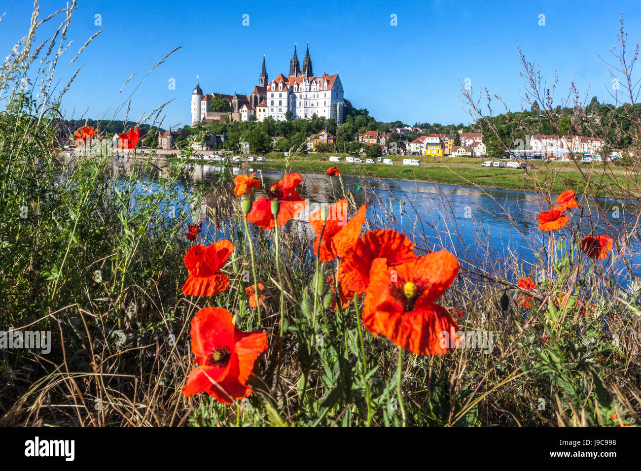 Meissen, Allemagne, Saxe, coquelicots rouges fleurissant sur la rive de l'Elbe, château d'Albrechtsburg arrière-plan Banque D'Images