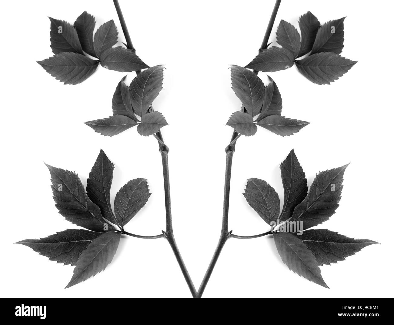 Composition en noir et blanc de brindilles laisser les raisins. Parthenocissus quinquefolia feuillage. Isolé sur fond blanc. Banque D'Images