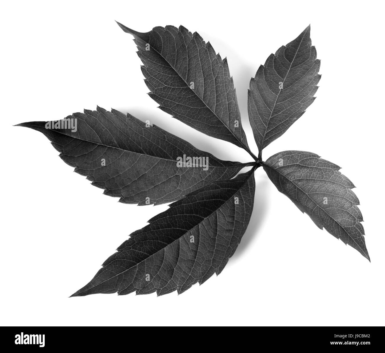 Le raisin noir et blanc feuille (Parthenocissus quinquefolia feuillage). Isolé sur fond blanc. Banque D'Images