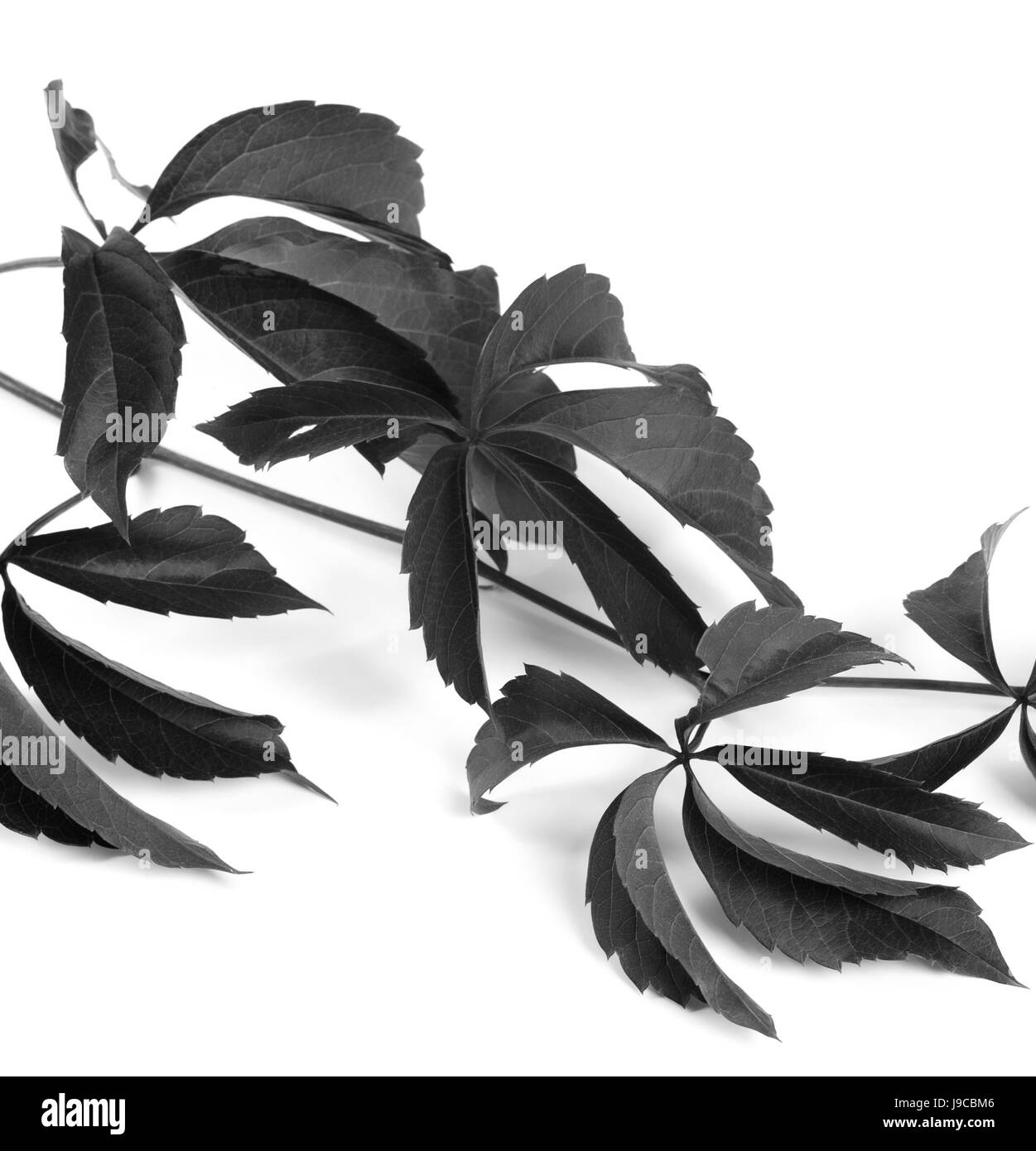 La direction générale de noir et blanc de raisins feuilles (Parthenocissus quinquefolia feuillage). Isolé sur fond blanc. Banque D'Images
