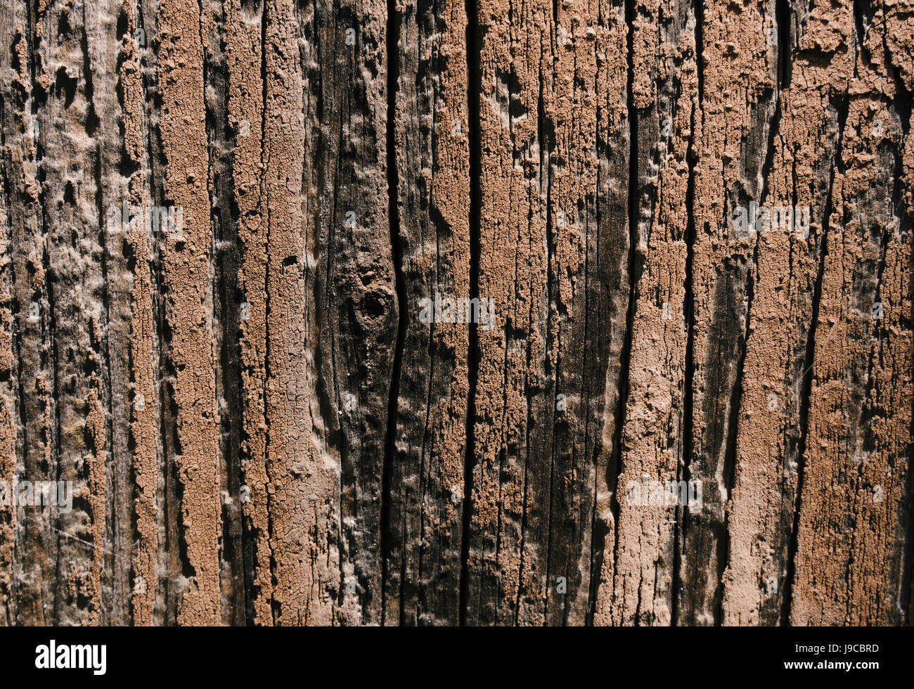 La texture de fond vertical arbre lâche Banque D'Images