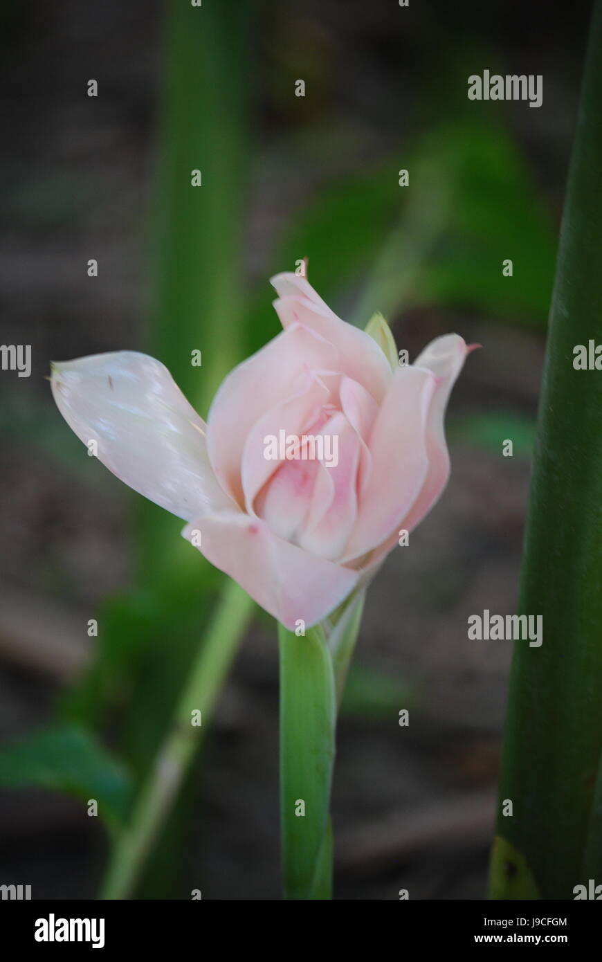 Fleur de Gingembre Rose Bud Banque D'Images