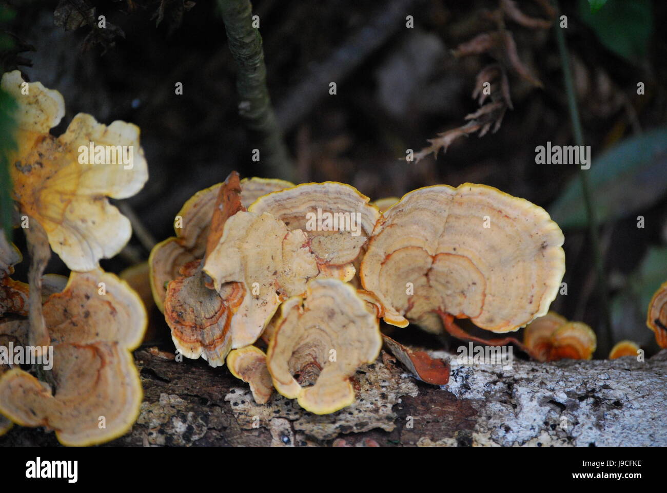 Tan Brach champignon Banque D'Images