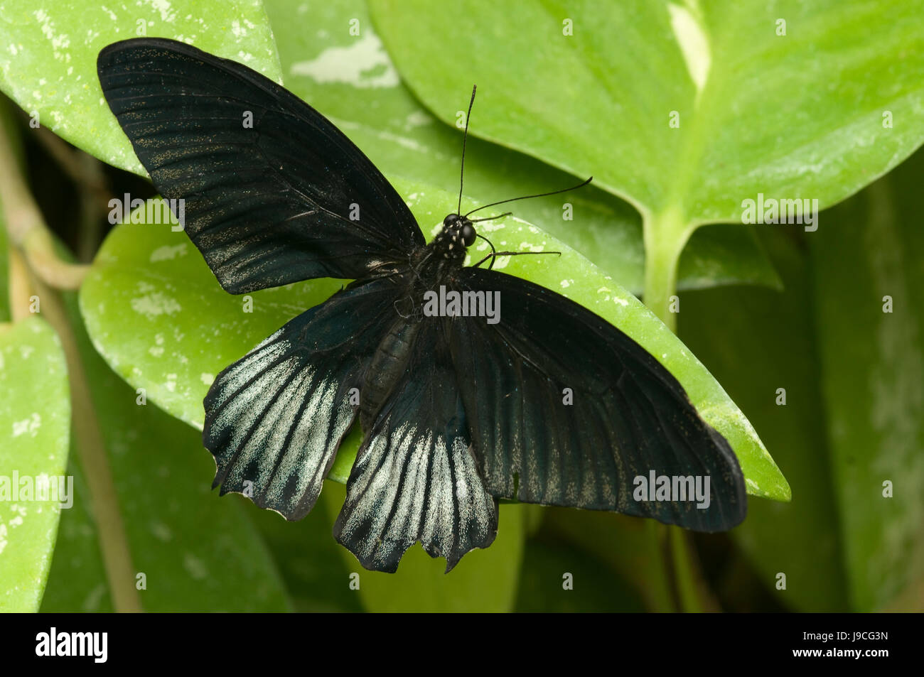 Animal, papillon, noir, de teint basané, jetblack, noir profond, amphibien, animal, insecte, Banque D'Images