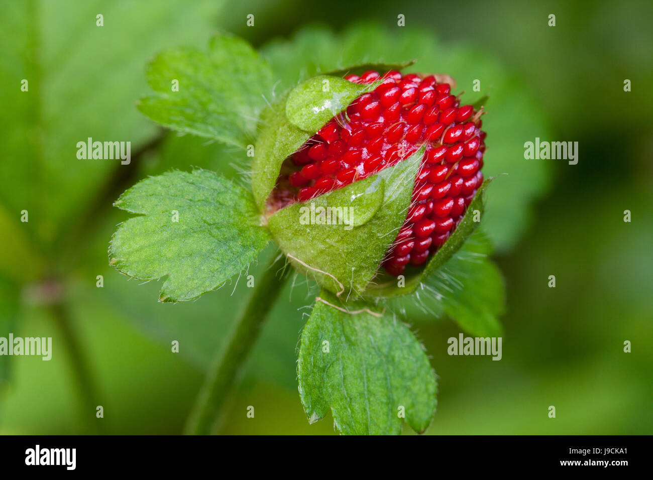 Mock strawberry (Duchesnea indica) - aka Indian fraise, faux fraisier, snake berry - USA Banque D'Images