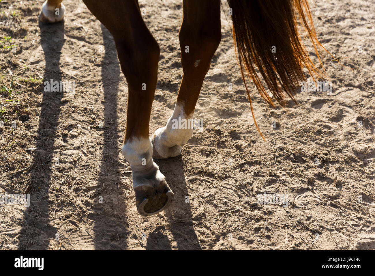 Jambes du cheval. Banque D'Images