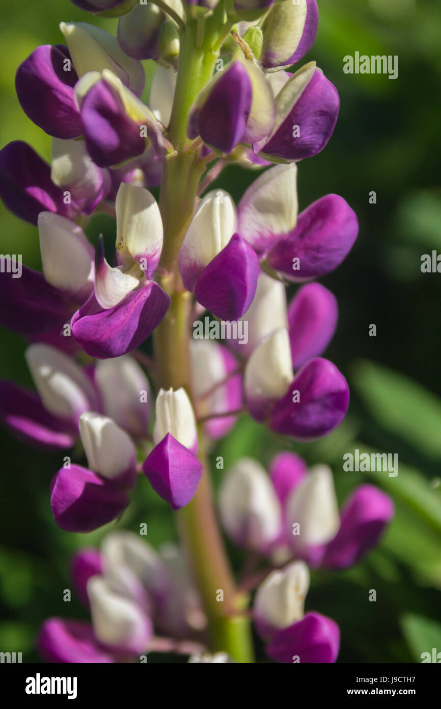 Lupin blanc et violet Banque D'Images