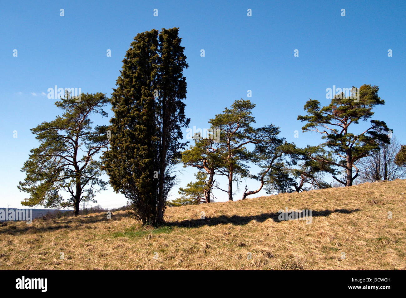 Heath, réserve naturelle, Juniper, pins, bleu, arbre, arbres, hill, vacances, Banque D'Images