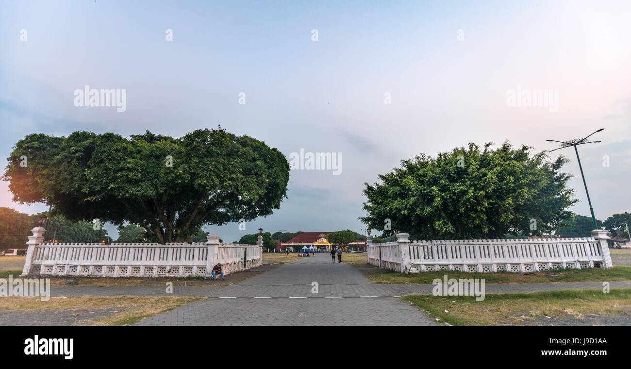 Kurrajong Brachychiton populneus () à Alun-Alun Utara square dans la soirée, le Keraton Yogyakarta, Yogyakarta, Java, Indonésie Banque D'Images