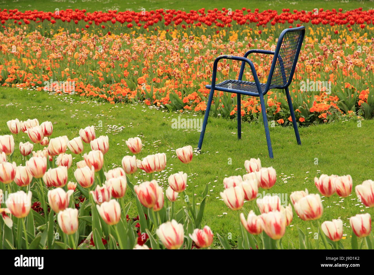 Park, vert, fleur, plante, Tulip, rouge, jaune, relaxation, Parc, jardin, Banque D'Images