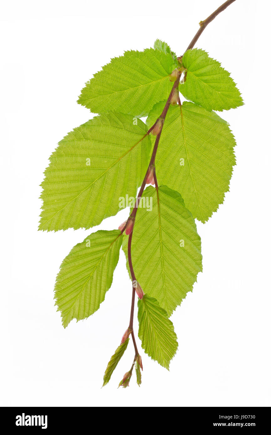 Arbre, vert, printemps, hêtre, feuilles de hêtre, macro, portrait, macro, admission Banque D'Images